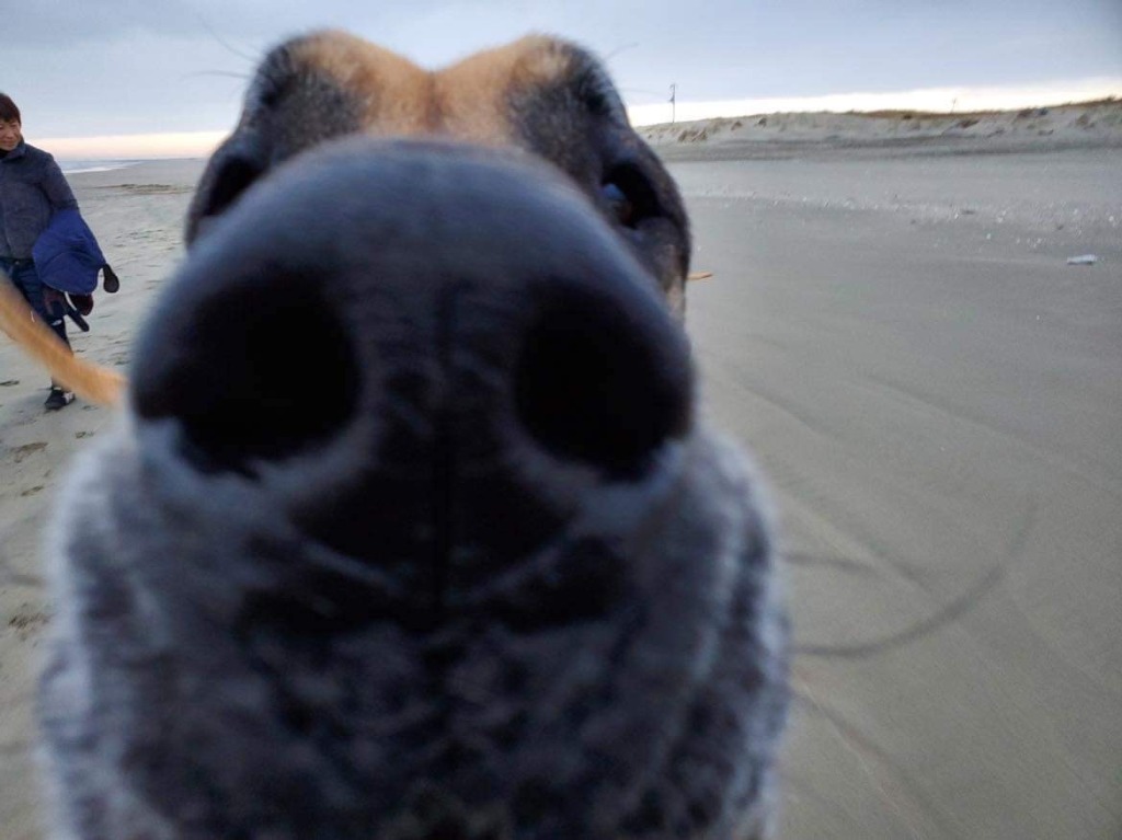 愛犬の気持ちや世界を知る
