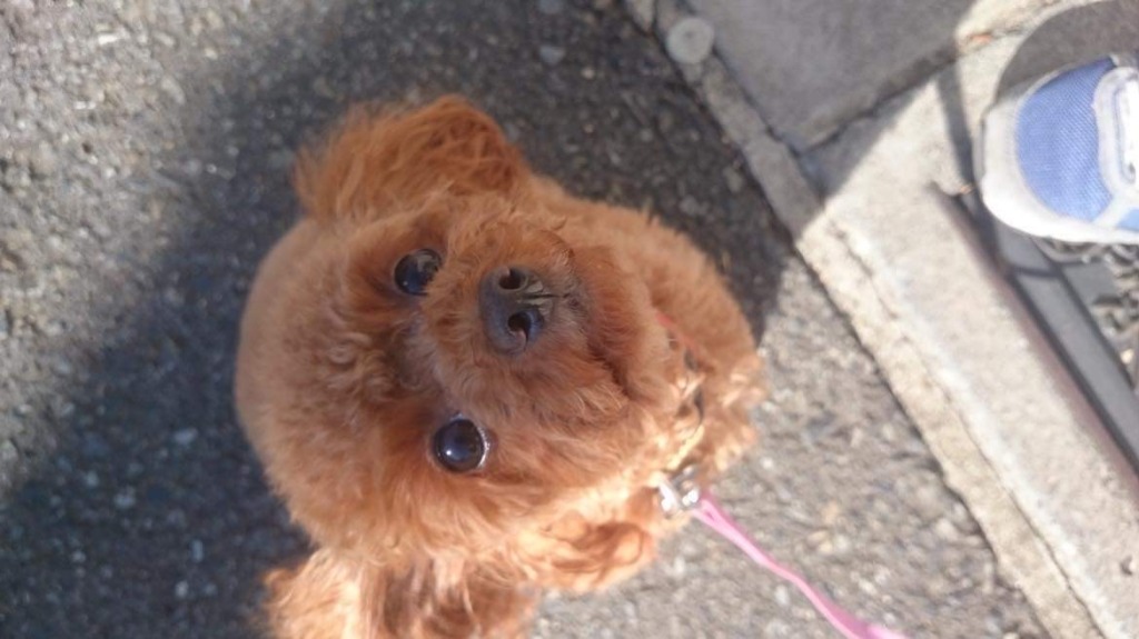 愛犬だけをトレーニングしない